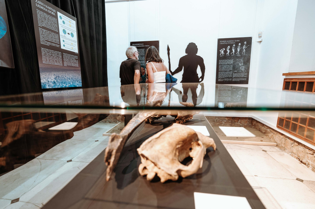 U Muzej ‘stigao’ stepski mamut iz Slavonskog Broda: ‘I Drniš svog mamuta ima'