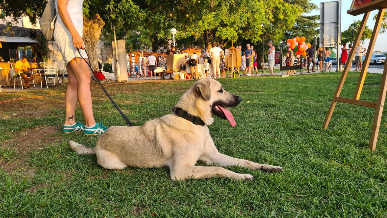 U Šibeniku izabrani najljepši psi mješanci