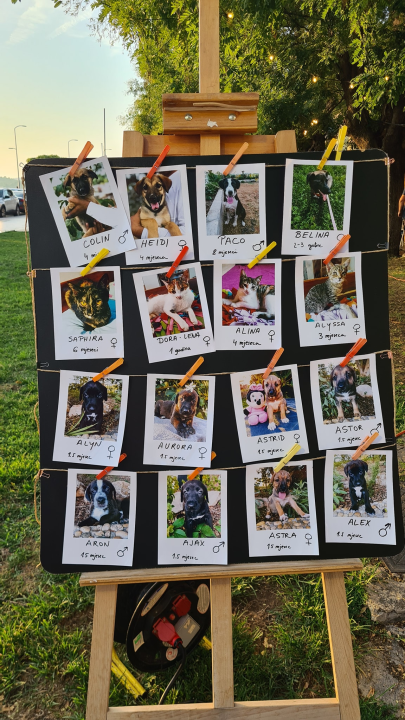 U Šibeniku izabrani najljepši psi mješanci