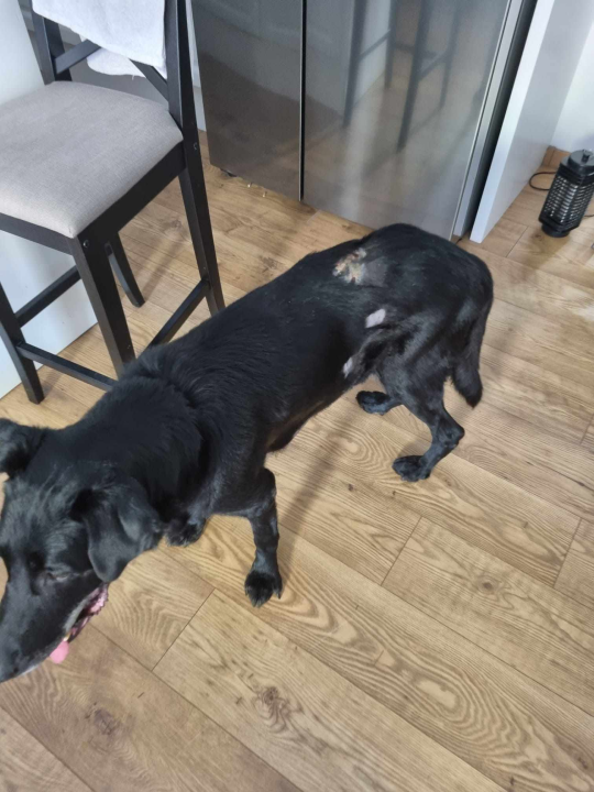 Još nisu nađeni kangali koji siju strah po Njivicama: Policijska statistika napada pasa u županiji je 'impresivna'