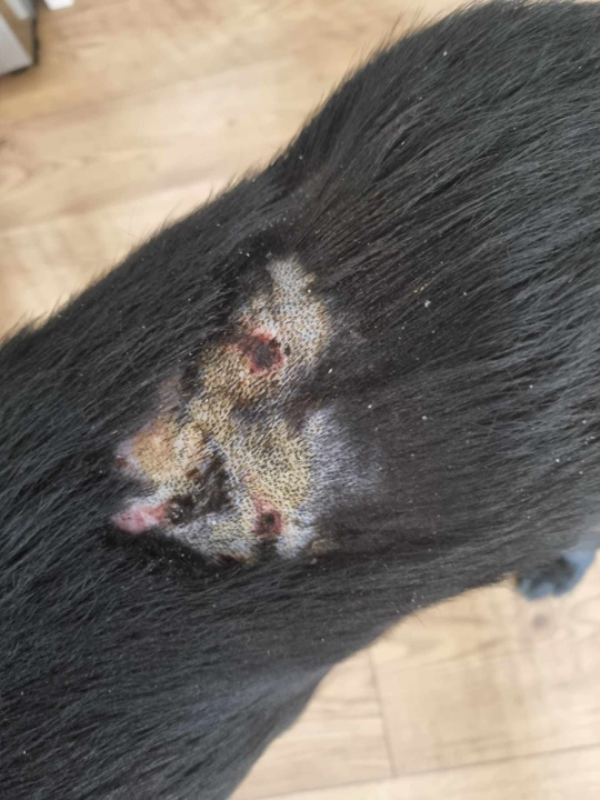 Još nisu nađeni kangali koji siju strah po Njivicama: Policijska statistika napada pasa u županiji je 'impresivna'