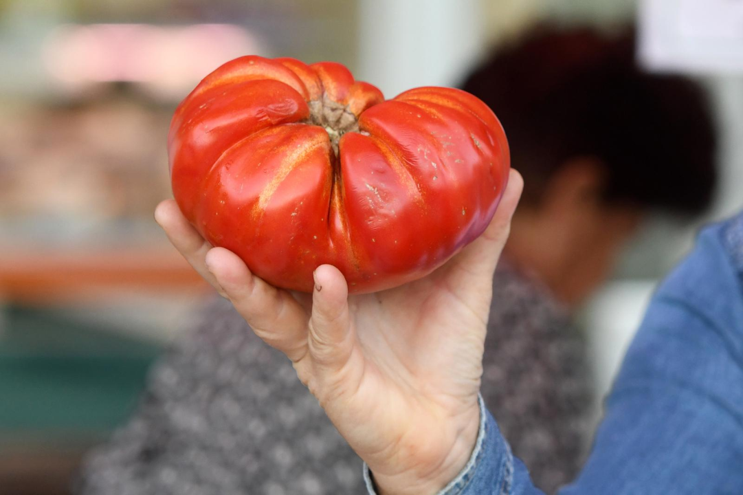 Uzgojena u Mirlović Zagori: Na šibenskoj pijaci na banku pomidora od kilogram i 200 grama