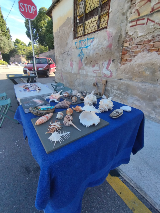 Čuvajmo Jadran zajedno: Duž obale održana velika simultana akcija čišćenja podmorja 