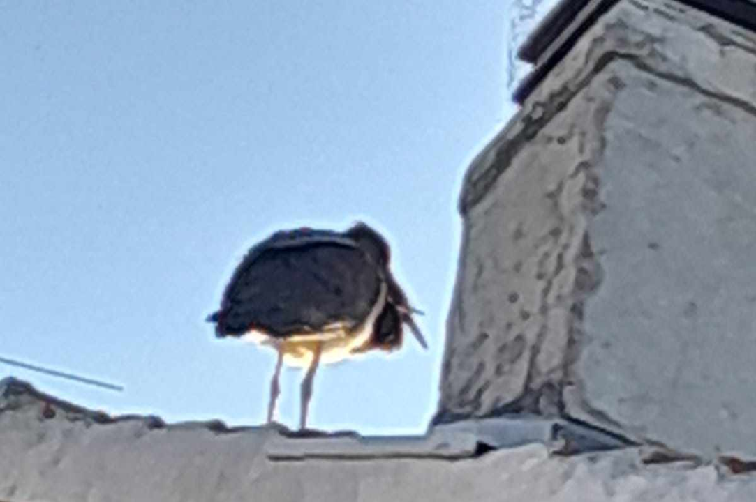 Vratile se rode i to u Donje Polje 