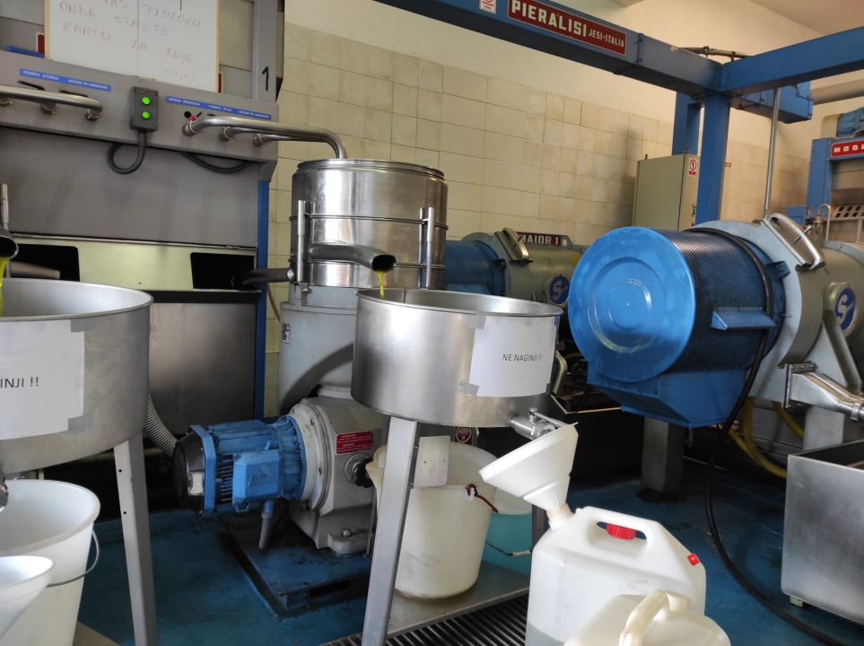 Učenici šibenske Strukovne škole beru masline u školskom masliniku: 'Imamo dobar urod'