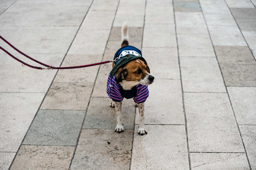 FOTO Đir po gradu, subota 11. studenoga