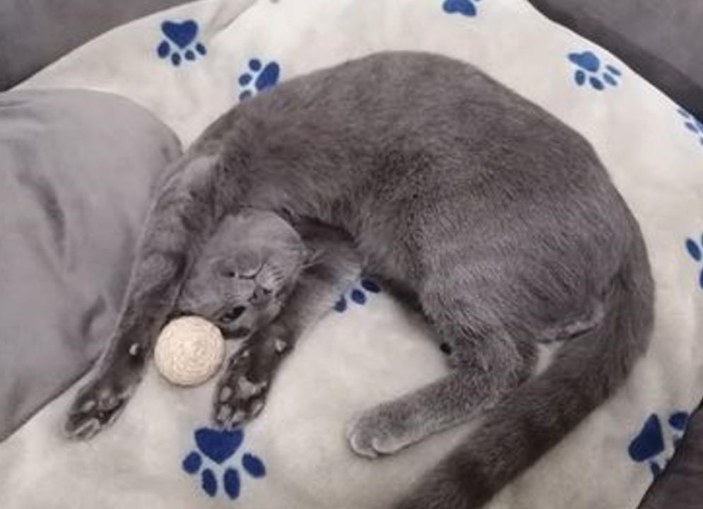 Mala maca traži dom i svoje ljude: 'Nadam se da postoji osoba kojoj ću biti najljepši'