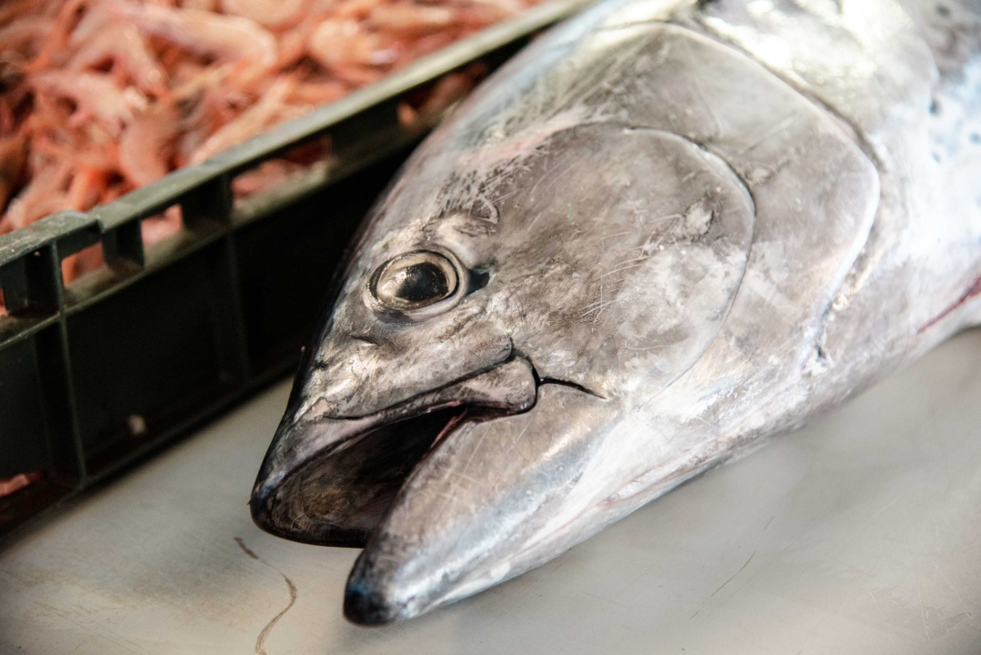 Šibenska peškarija danas nudi hamu, ribu na rubu istrebljenja u Jadranu