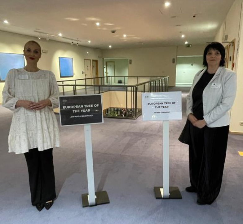 Srce vrta, iznimna poljska bukva, Europsko je stablo godine 2024. 