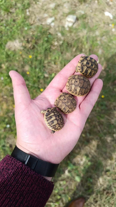 Čuvajte naše čančare: Ove iz Podina kraj Vrpolja vraćene su na sigurno 