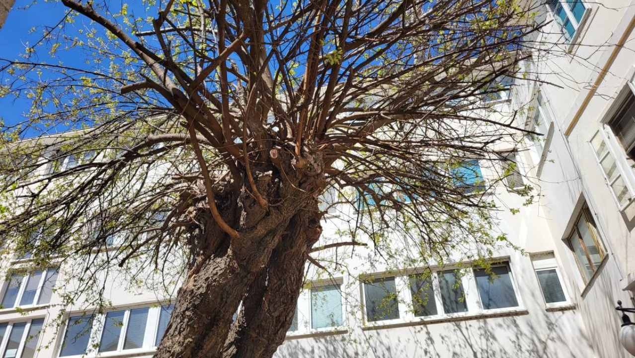 Doktor za drveća pregledao murvu: Koliko je staro legendarno šibensko stablo?