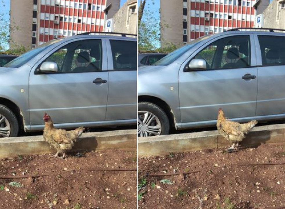 Traži se vlasnik: Netko je jutros izgubio kokoš na Baldekinu