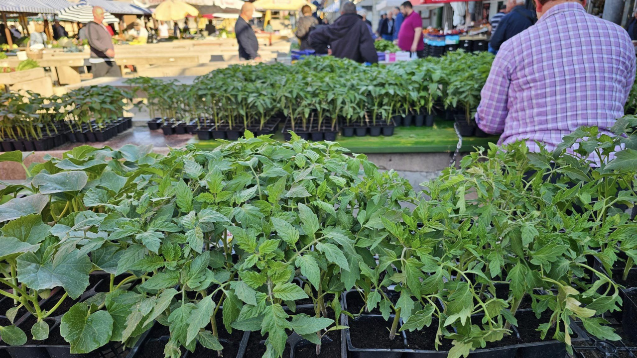 Sadnice pomidora hit na šibenskoj pijaci: 'Svi se bacili u poljoprivredu, sade po balkonima'