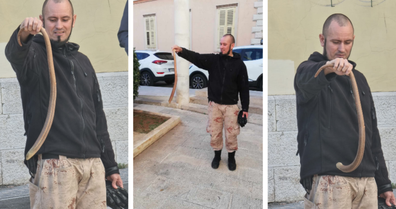 Denis Periša spasio blavora iz centra Šibenika: Motao se oko ulaza u gradsku upravu