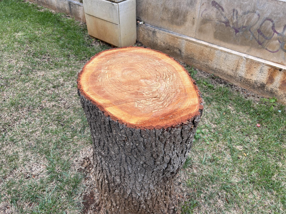 Stablo ispred Gradske uprave kapituliralo pred pilom: 'Počelo se sušiti pa smo uklonili zbog sigurnosti'