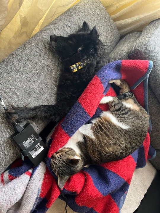 Provjerite tko su naj ljubimci 2024. godine!