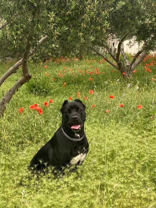 Provjerite tko su naj ljubimci 2024. godine!