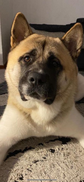 Provjerite tko su naj ljubimci 2024. godine!