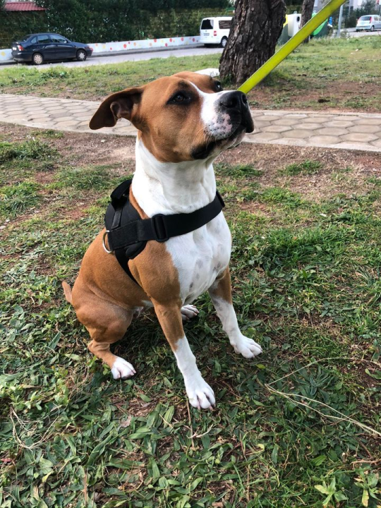 Provjerite tko su naj ljubimci 2024. godine!