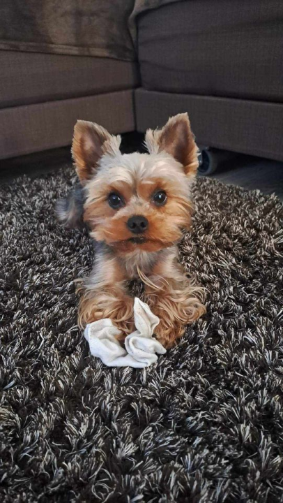 Provjerite tko su naj ljubimci 2024. godine!