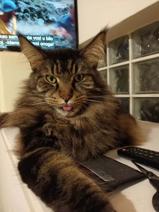 Provjerite tko su naj ljubimci 2024. godine!