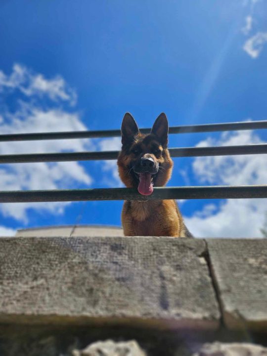 Provjerite tko su naj ljubimci 2024. godine!