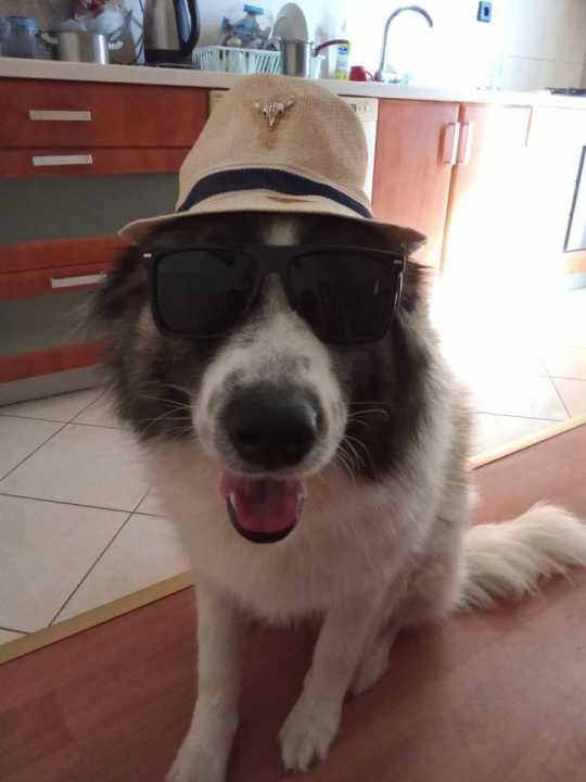 Provjerite tko su naj ljubimci 2024. godine!