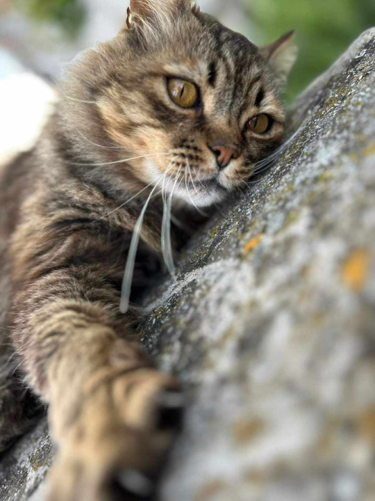 Provjerite tko su naj ljubimci 2024. godine!