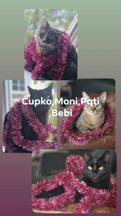 Provjerite tko su naj ljubimci 2024. godine!