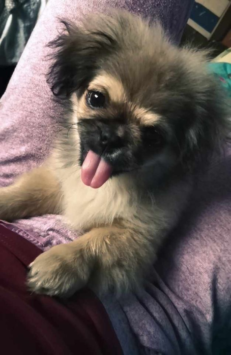 Provjerite tko su naj ljubimci 2024. godine!