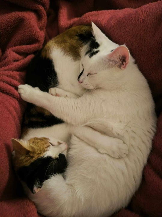 Provjerite tko su naj ljubimci 2024. godine!