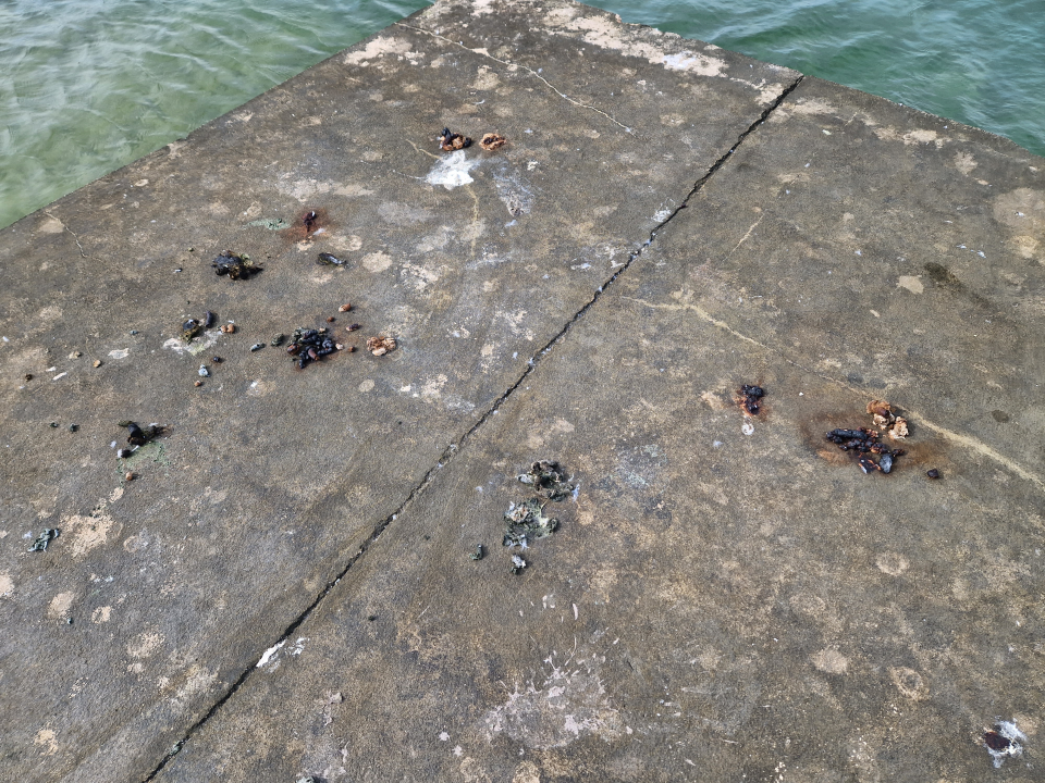 Odvratan prizor iz Rasline: Djeca do mora idu pored psećeg izmeta