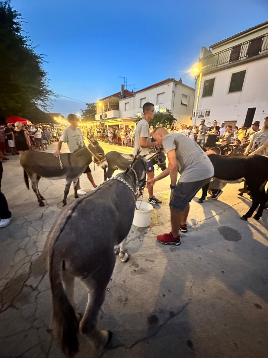 Ante Baus pobjednik trke na tovarima u Pirovcu