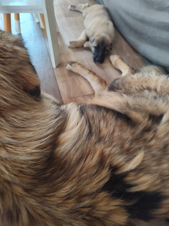 Mače koje je bešćutno izbačeno na ulicu, pronašlo novi dom na Ivaninoj farmi: 'Predobra je'