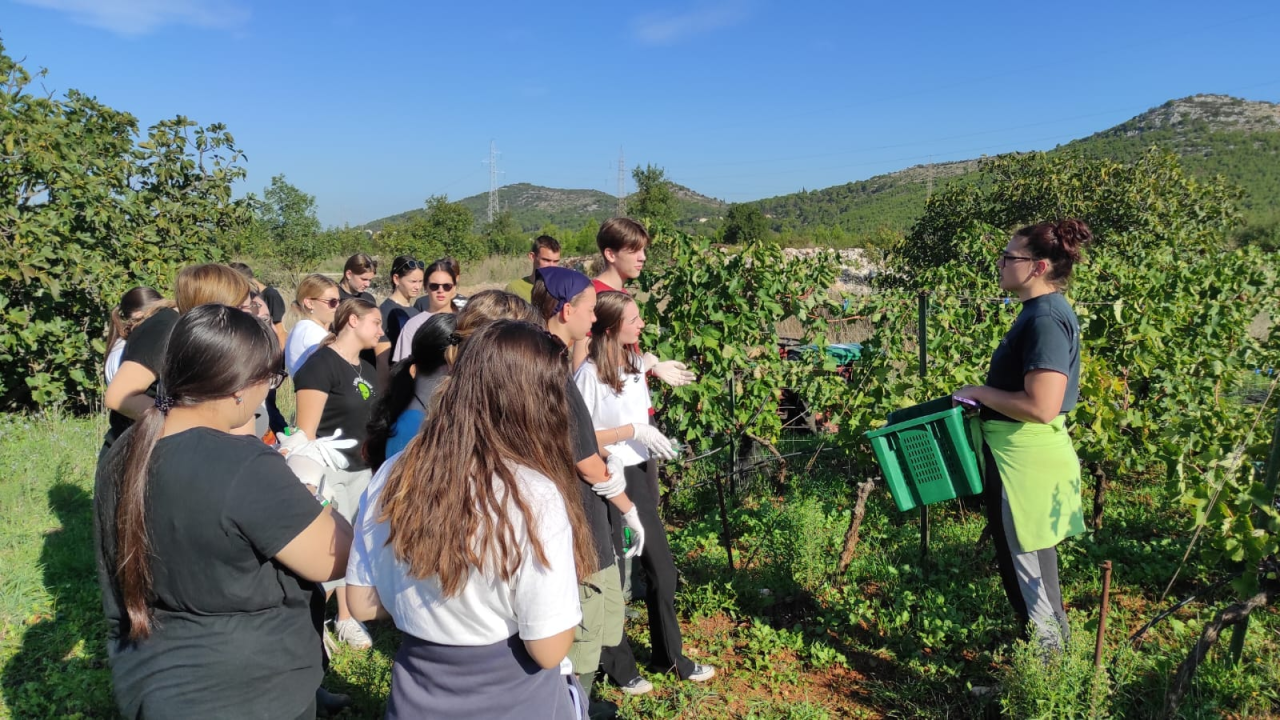 Šibenski učenici sudjelovali u berbi grožđa: 'Tko kaže da današnje generacije ne mogu i ne žele?'