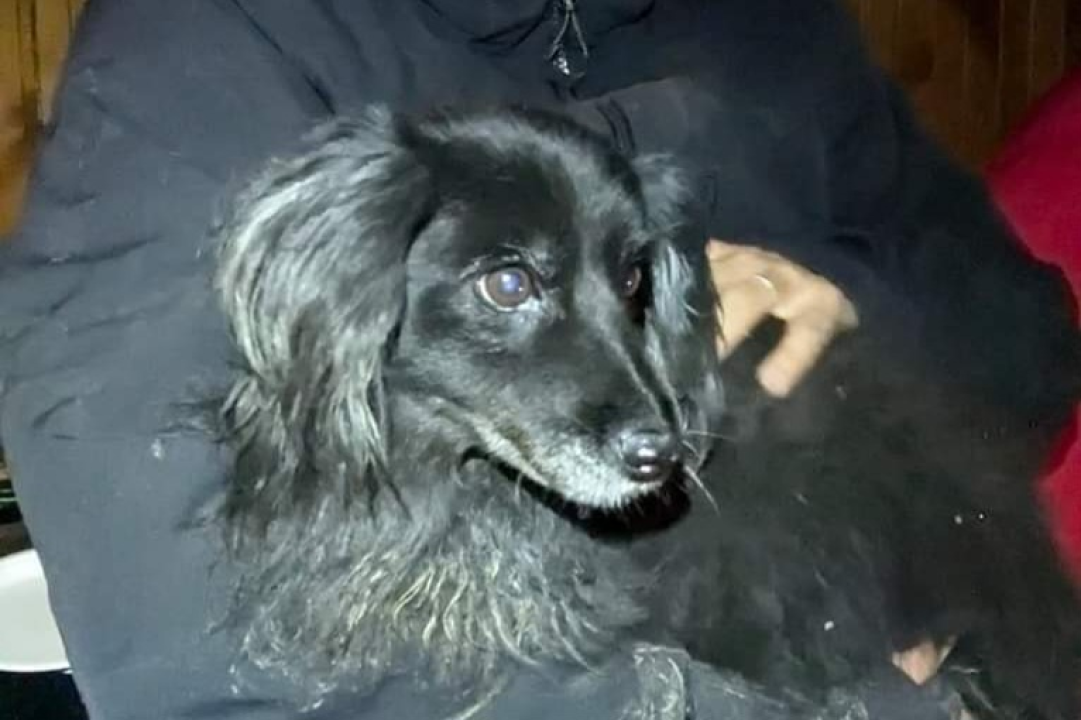 Sretni kraj za Lolu: Malena kujica spašena iz duboke jame