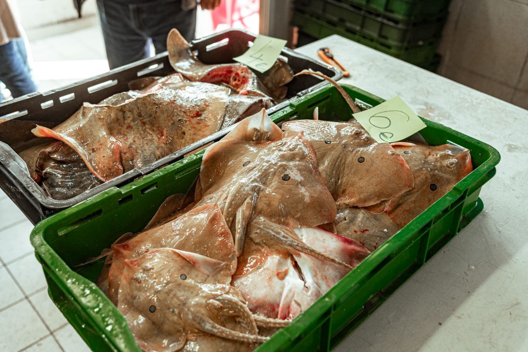 Prepuni banci na šibenskoj peškariji, kupaca ne fali, ali bira se jeftinije