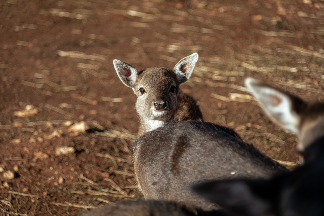 Jelena, Nina i Srećko oduševe svakoga tko posjeti Happy Horse u Dubravi