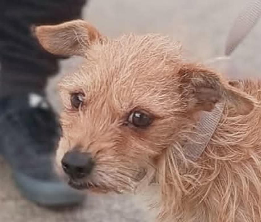 Mala iz Šibenskih šapa traži novi dom: Preslatka kujica s velikim srcem čeka na vas