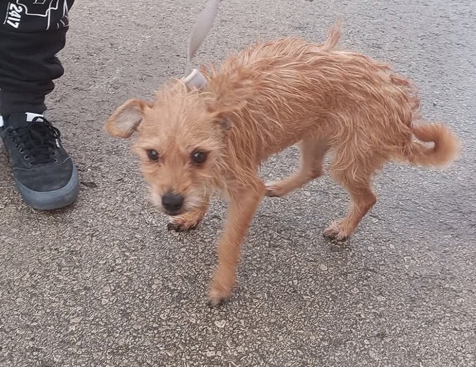 Mala iz Šibenskih šapa traži novi dom: Preslatka kujica s velikim srcem čeka na vas