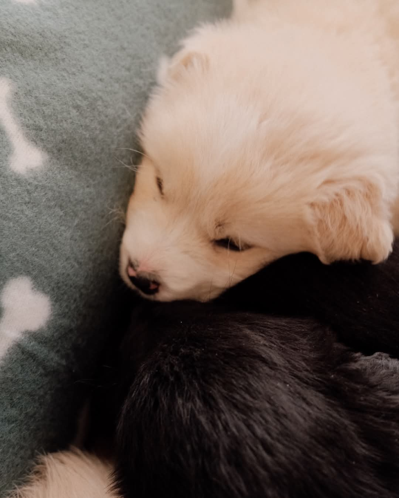 Na groblju u Kninu nađeno je deset štenaca. Sedam ih traži dom  