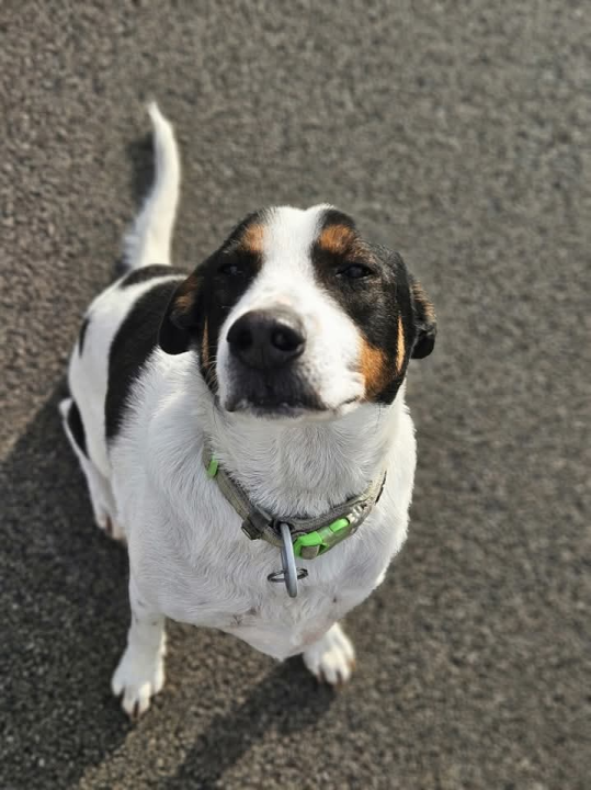 Žac i Oskar iz Šibenskih šapa