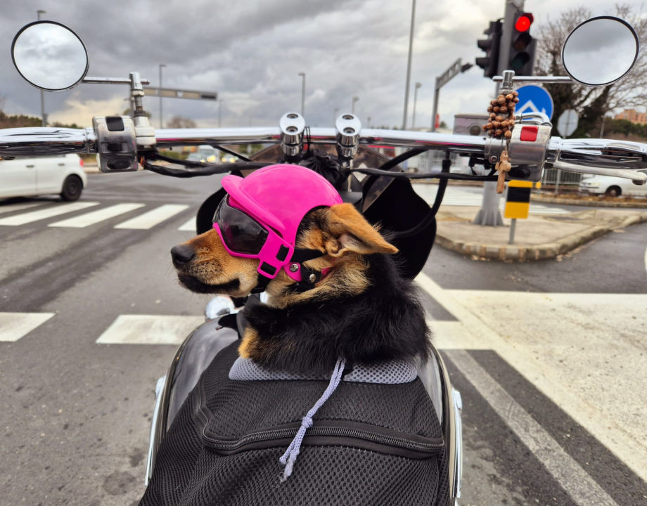 Bajkerica Rea šibenska je atrakcija