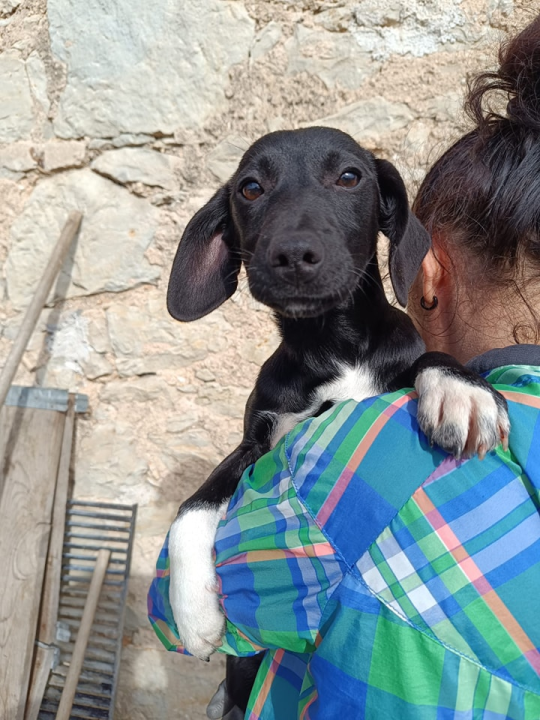 Male sestrice iz Šibenskih šapa preboljele su opaku bolest i sada traže svoje zauvijek domove