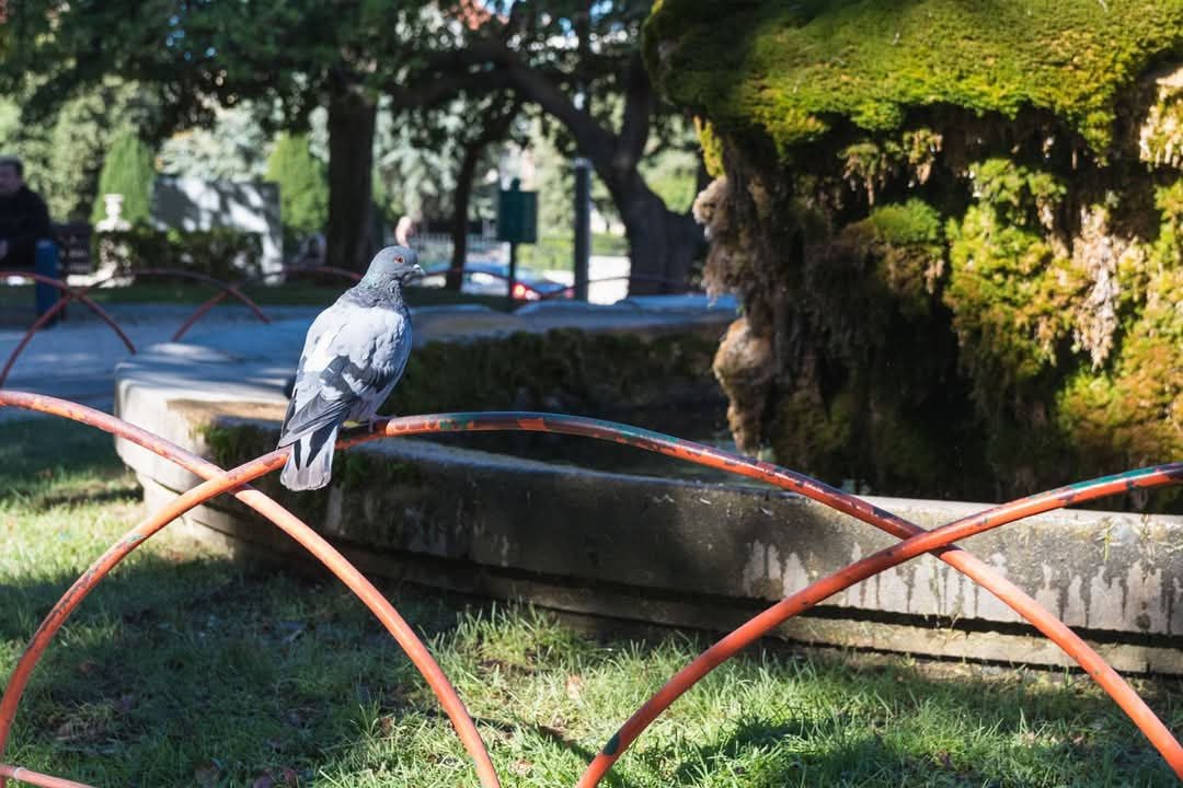 Šibenska živa fontana