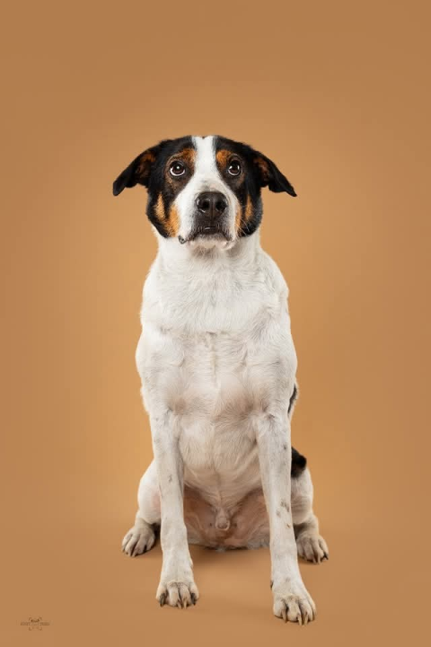 Šibenske šape traže dom za šarmantnog Oskara