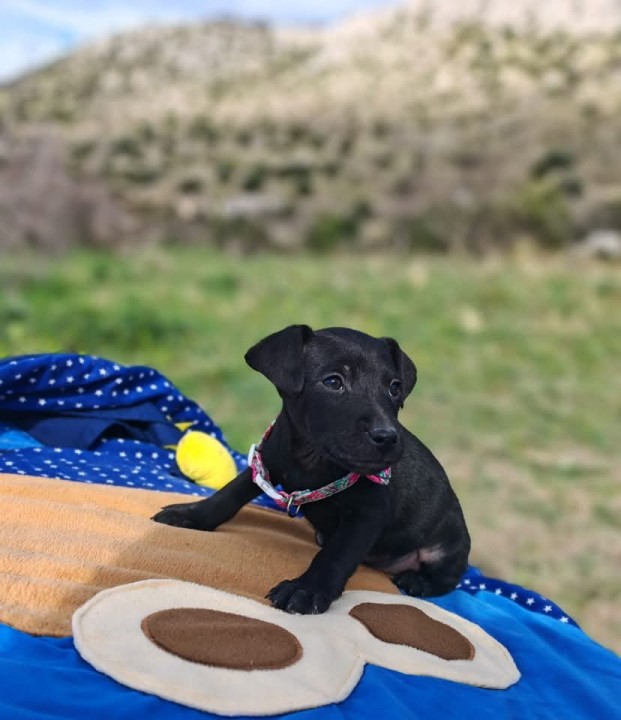 Preslatki štenci iz Šibenskih šapa traže zauvijek dom