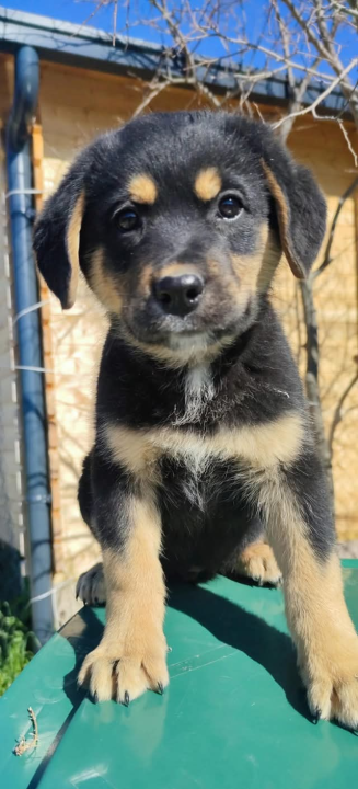 Preslatki Rayder iz Šibenskih šapa traži dom