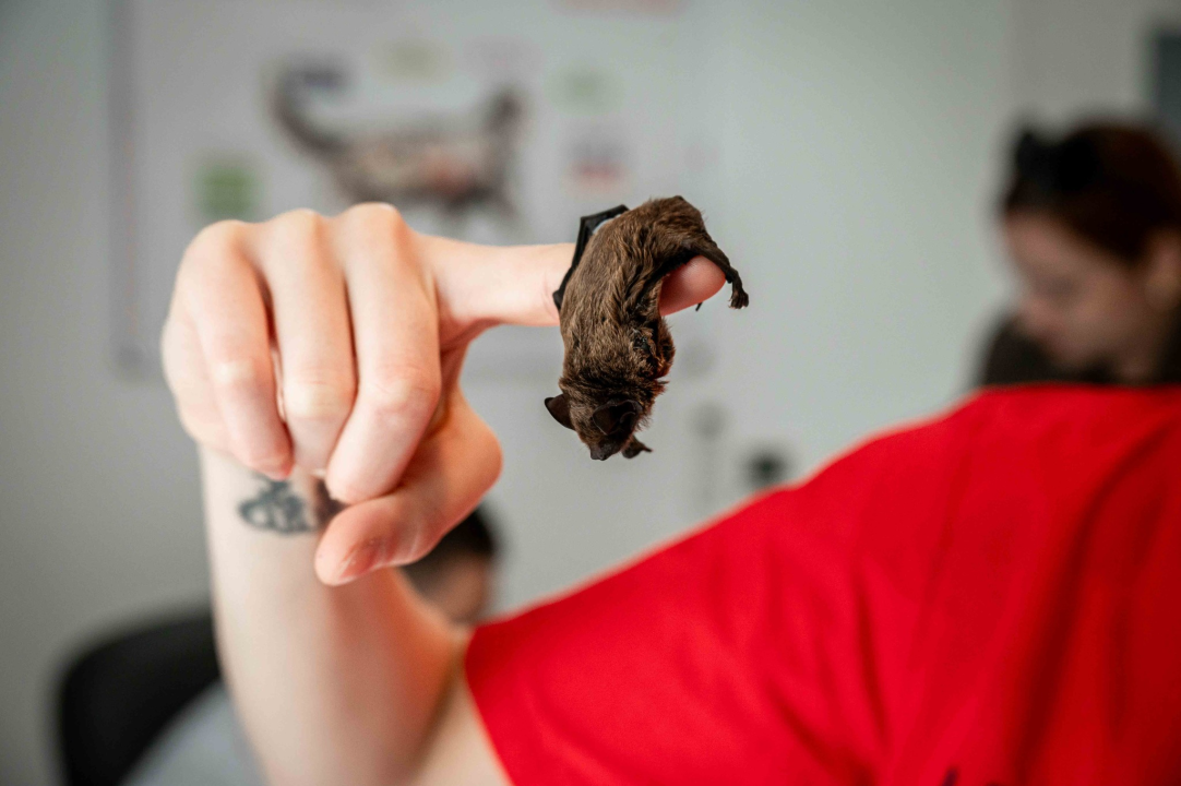 Anđelo Zorica oduvijek je znao da će biti veterinar