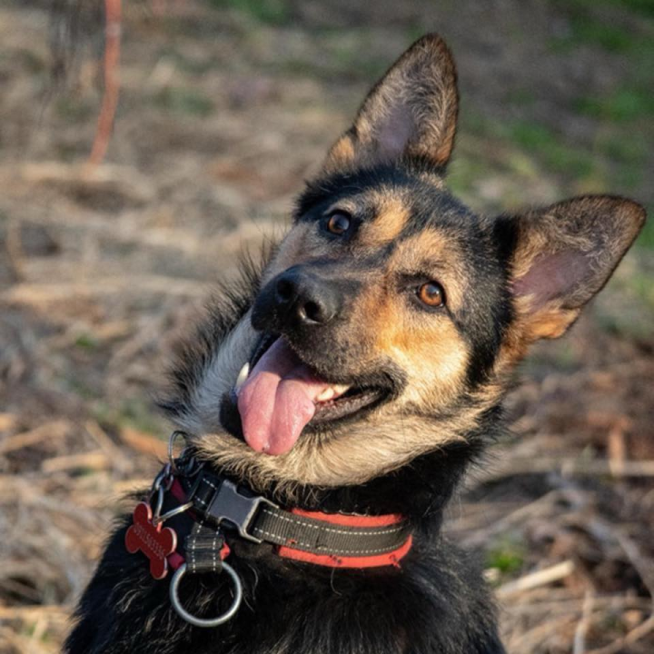 Kastrirana, cjepljena i naučena na kućni red: Šibenske šape traže dom za prekrasnu mladu Neru